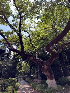 Kunming - Parc Cuihu - 41